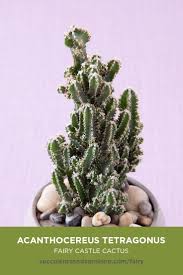 Why does this happen with cholla and not other cactus? This Mini Fairy Castle Cactus Is Perfect For Beginners Soins Succulente Planter Des Fleurs Cactus Plante