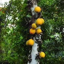 Image result for Ficus sansibarica