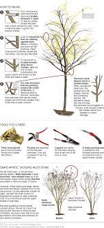 The Art Of Pruning Garden Care Tree Pruning Garden