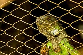 Kandang grid umumnya adalah yang paling murah dan praktikal. Pentingnya Menjaga Kebersihan Kandang Bagi Iguana