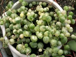 String of pearls, string of beads, string of peas, rosary vine. Curio Rowleyanus F Variegatus World Of Succulents