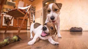 Jack russell terriers thrive when you find interesting things for them to do that challenge their minds, such as agility training (obstacle course), advanced obedience training, flyball, or earthdog training (where terriers dig and tunnel after small critters who are secured in a sturdy cage so they can't be harmed). Jack Russell Terrier Steckbrief Eines Liebenswerten Energiebundels Petplan