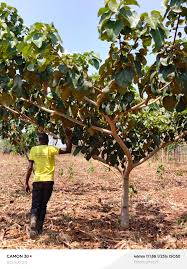 Image result for Cordia africana