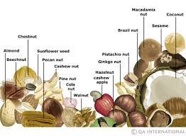 Nuts And Seeds The Visual Dictionary