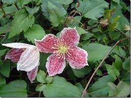 Maybe you would like to learn more about one of these? Evergreen Climbers Gardening Learning With Experts