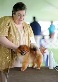 THE DOG SHOW MUST GO ON