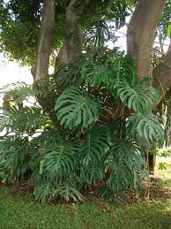 Monstera Outdoors Google Search Big Leaf Plants Plants Plants Under Trees