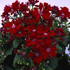 Image result for Cineraria pinnata
