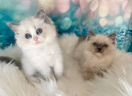 Past Kittens & Testimonies