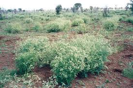Image result for Parthenium