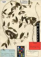 Image result for Secamone africana