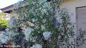 Image result for Xyris asterotricha