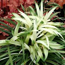 Image result for Ozoroa longipes