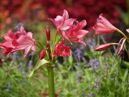 Perennials, annuals, organic, heirloom, and edible flowers. Summer Bulb Flower Power East Texas Gardening