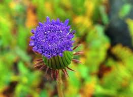 Image result for Crassocephalum rubens