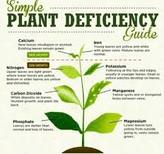 Macro indicates large and macronutrients are nutrients required in large amounts. Plant Mineral Nutrition Diagram Quizlet