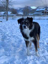 Maybe you would like to learn more about one of these? I Just Found Out My Border Collie Mix Is 25 Australian Shepherd I M So Happy Aussies Are Wonderful Australianshepherd