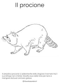 Disegno Del Procione In Letargo Da Colorare Disegnare Animali Animali Disegni