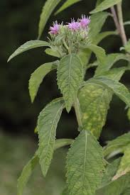 Image result for Vernonia kirungae