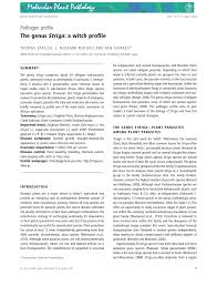 Image result for Striga linearifolia