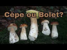 Reconnaitre Un Cepe D Un Bolet Youtube Bolet Cepes Cueillette Champignon