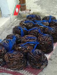 Questo dimostra che c'è richiesta. Bisceglie Sequestrati A Bisceglie 80 Chili Di Datteri Di Mare Due Denunce