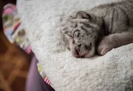 White tiger (real name ava ayala) is a s.h.i.e.l.d. Zqbthckealkvbm