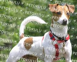 Jack Russell Kopek Cinsi Egitimi Ve Ozellikleri Pet Okulu