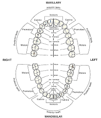 03 Dental Charting Signs Of Teeth Htm