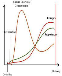 The Trends Of Hcg Estrogen And Progesterone During Pregnancy The Download Scientific Diagram