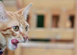 Bring the outdoors in plant cat grass and catnip in a sunny window. 10 Totally Cool Ways To Entertain A Bored Cat The Catington Post