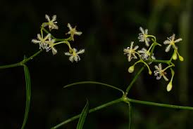 Image result for Periploca linearifolia