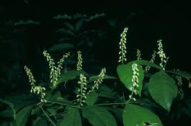 Image result for Rinorea