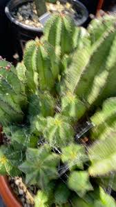 Image result for Allophylus tanzaniensis