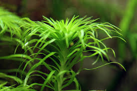 Image result for Syngonanthus