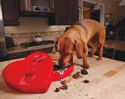 Some of the most common herbs and house plants that are toxic it all comes down to doing your research to discover what to avoid and what essential oils can be used safely in moderation. Top Ten Toxicoses In Dogs Cats Today S Veterinary Practice