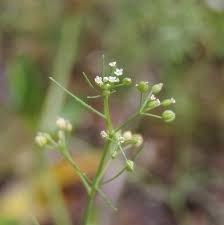 Image result for Apium leptophyllum