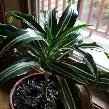 Dracaenas are popular for their upright foliage and ease of growing nature! Dracaena Deremensis White Jewel Striped Dracaena White Jewel Uploaded By Beksbees