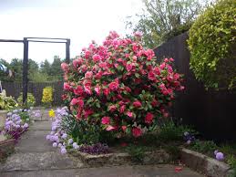 Camelia Bush Google Search With Images Common Garden Plants Dream Garden Oregon Garden