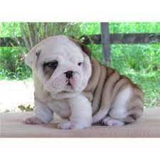 The dog's head is large and spherical, and the muzzle is extremely short, giving the face a flattened appearance. English Bulldog Puppies For Sale In Shreveport Louisiana Classified Americanlisted Com