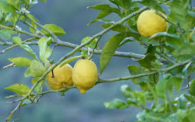 Fruit tree wallpapers hd app is not only set the fruit tree wallpaper but also we can save selected fruit tree image to gallery and at the same time we can share the fruit tree images. Download Wallpaper 2560x1600 Lemons Fruit Tree Branch Widescreen 16 10 Hd Background
