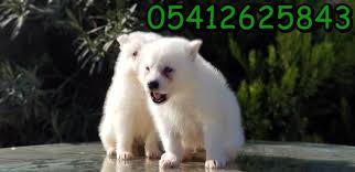 Samoyed Yavru Ilani Samoyed Samoyed Yavrusu Kopek