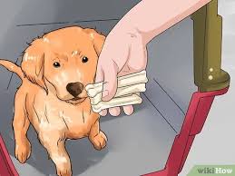 Decide what you want your dog to know. 6 Ways To Train A Golden Retriever Puppy Wikihow