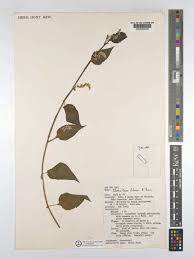 Image result for Celosia trigyna