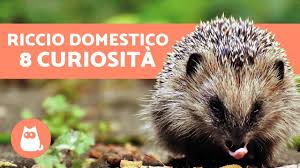 Tartarughe di terra in casa: Riccio Domestico 8 Curiosita Che Non Tutti Conoscono Youtube