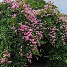 Image result for Tanaecium