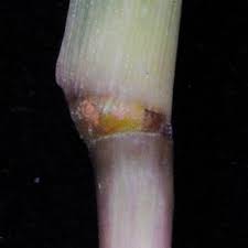 Image result for Trichoneura schlechteri