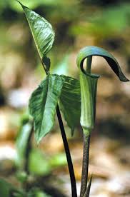 Image result for Arisaema mildbraedii