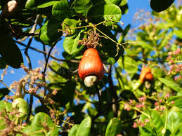 The cashew tree also produces the cashew apple, which can be classified as a traditional fruit. 684 Ripe Cashew Fruit Tree Photos Free Royalty Free Stock Photos From Dreamstime