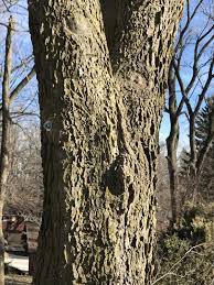 In this way, the trunk would be healed much properly. How To Fix A Splitting Tree